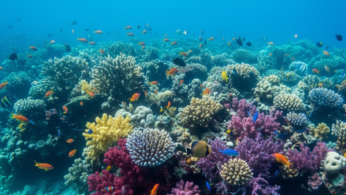 Хургада или Шарм-эль-Шейх